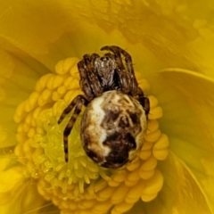 Araneus hamiltoni at Dry Plain, NSW - 19 Nov 2022