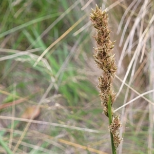 Carex incomitata at Dry Plain, NSW - 19 Nov 2022