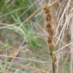 Carex incomitata (Hillside Sedge) at Top Hut TSR - 19 Nov 2022 by trevorpreston