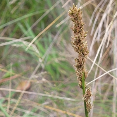 Carex incomitata (Hillside Sedge) at Top Hut TSR - 19 Nov 2022 by trevorpreston