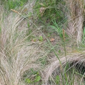 Carex incomitata at Dry Plain, NSW - 19 Nov 2022