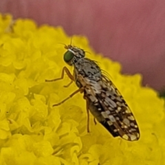 Tephritidae sp. (family) (Unidentified Fruit or Seed fly) at Dry Plain, NSW - 19 Nov 2022 by trevorpreston