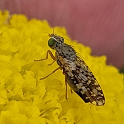 Tephritidae sp. (family) (Unidentified Fruit or Seed fly) at Top Hut TSR - 19 Nov 2022 by trevorpreston