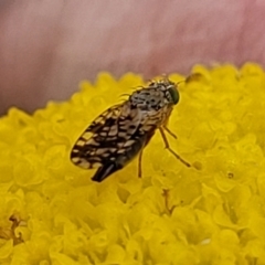 Tephritidae sp. (family) at Dry Plain, NSW - 19 Nov 2022