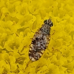 Tephritidae sp. (family) at Dry Plain, NSW - 19 Nov 2022