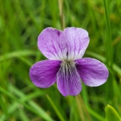 Viola betonicifolia (Mountain Violet) at Top Hut TSR - 19 Nov 2022 by trevorpreston