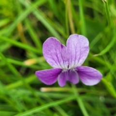 Viola betonicifolia at Dry Plain, NSW - 19 Nov 2022