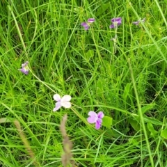 Viola betonicifolia at Dry Plain, NSW - 19 Nov 2022 12:13 PM