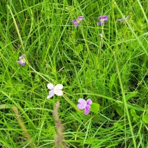 Viola betonicifolia at Dry Plain, NSW - 19 Nov 2022 12:13 PM