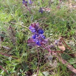 Ajuga australis at Yaouk, NSW - 19 Nov 2022 08:29 AM