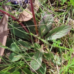 Ajuga australis at Yaouk, NSW - 19 Nov 2022 08:29 AM