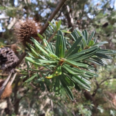 Banksia marginata (Silver Banksia) at Yaouk, NSW - 18 Nov 2022 by MatthewFrawley
