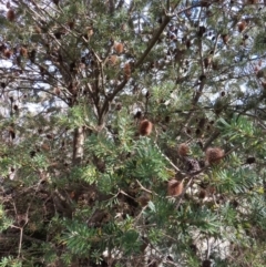 Banksia marginata at Yaouk, NSW - 19 Nov 2022