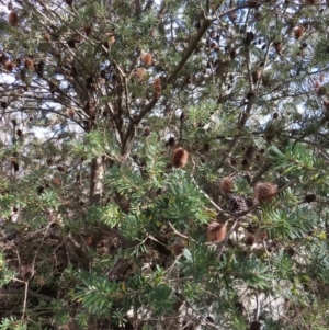 Banksia marginata at Yaouk, NSW - 19 Nov 2022