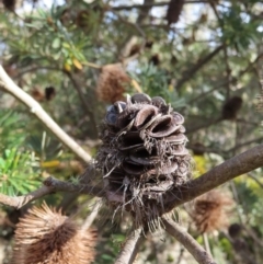 Banksia marginata at Yaouk, NSW - 19 Nov 2022 08:43 AM