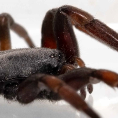 Lampona cylindrata (White-tailed Spider) at QPRC LGA - 19 Nov 2022 by MarkT
