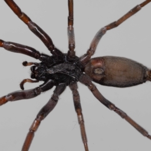 Lampona cylindrata at Jerrabomberra, NSW - 19 Nov 2022