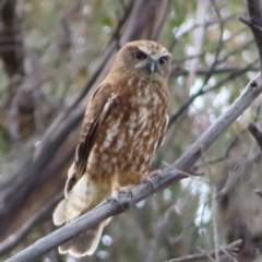 Ninox boobook (Southern Boobook) at Yaouk, NSW - 19 Nov 2022 by MatthewFrawley