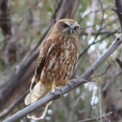 Ninox boobook (Southern Boobook) at Yaouk, NSW - 18 Nov 2022 by MatthewFrawley