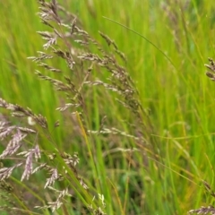 Poa sp. (A Snow Grass) at Top Hut TSR - 19 Nov 2022 by trevorpreston