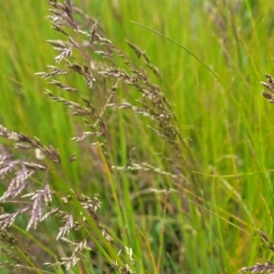 Poa sp. at Dry Plain, NSW - 19 Nov 2022