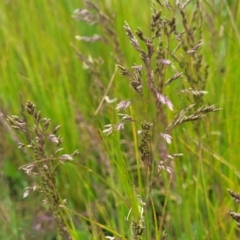 Poa sp. at Dry Plain, NSW - 19 Nov 2022