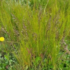 Poa sp. at Dry Plain, NSW - 19 Nov 2022