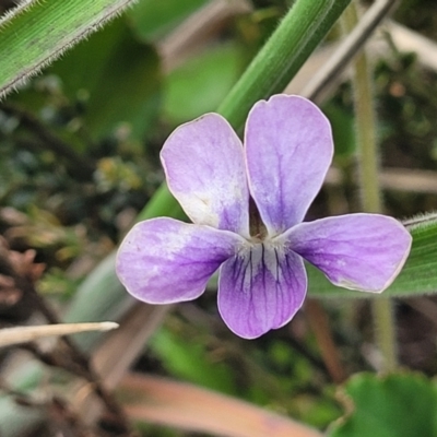 Viola betonicifolia (Mountain Violet) at Top Hut TSR - 19 Nov 2022 by trevorpreston