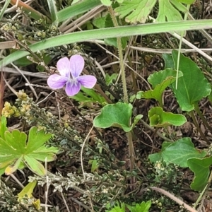 Viola betonicifolia at Dry Plain, NSW - 19 Nov 2022
