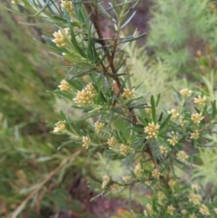 Ozothamnus thyrsoideus (Sticky Everlasting) at Yaouk, NSW - 19 Nov 2022 by MatthewFrawley