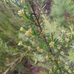 Ozothamnus thyrsoideus (Sticky Everlasting) at Yaouk, NSW - 18 Nov 2022 by MatthewFrawley