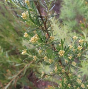 Ozothamnus thyrsoideus at Yaouk, NSW - 19 Nov 2022 09:29 AM