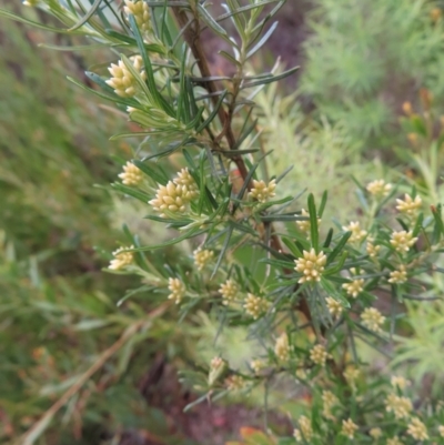 Ozothamnus thyrsoideus (Sticky Everlasting) at Scabby Range Nature Reserve - 18 Nov 2022 by MatthewFrawley