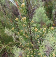 Ozothamnus thyrsoideus at Yaouk, NSW - 19 Nov 2022 09:29 AM