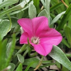 Convolvulus angustissimus subsp. angustissimus (Australian Bindweed) at Top Hut TSR - 19 Nov 2022 by trevorpreston