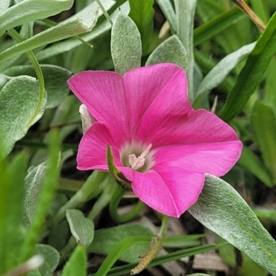 Convolvulus angustissimus subsp. angustissimus (Australian Bindweed) at Dry Plain, NSW - 19 Nov 2022 by trevorpreston