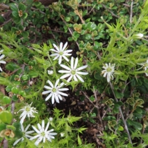 Stellaria pungens at Yaouk, NSW - 19 Nov 2022 10:46 AM