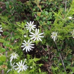 Stellaria pungens (Prickly Starwort) at Yaouk, NSW - 18 Nov 2022 by MatthewFrawley