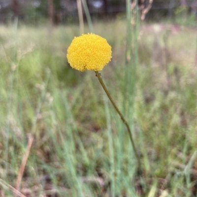 Craspedia variabilis (Common Billy Buttons) at Wamboin, NSW - 18 Nov 2022 by Komidar