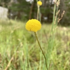 Craspedia variabilis at Wamboin, NSW - suppressed