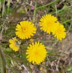 Crepis capillaris (Smooth Hawksbeard) at Top Hut TSR - 19 Nov 2022 by trevorpreston