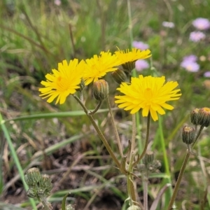 Crepis capillaris at Dry Plain, NSW - 19 Nov 2022