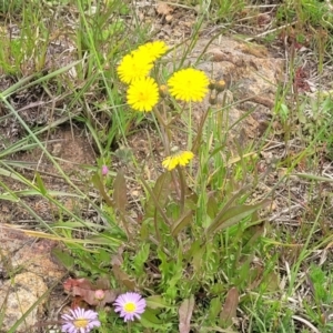 Crepis capillaris at Dry Plain, NSW - 19 Nov 2022