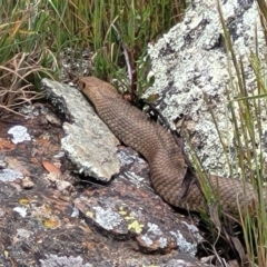 Pseudonaja textilis (Eastern Brown Snake) at Top Hut TSR - 19 Nov 2022 by trevorpreston