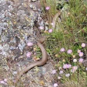 Pseudonaja textilis at Dry Plain, NSW - 19 Nov 2022