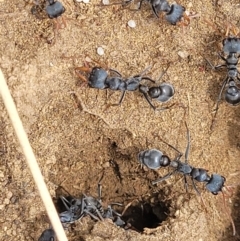 Myrmecia sp., pilosula-group (Jack jumper) at Top Hut TSR - 19 Nov 2022 by trevorpreston