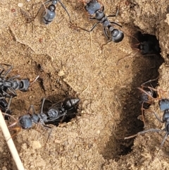 Myrmecia sp., pilosula-group at Dry Plain, NSW - 19 Nov 2022