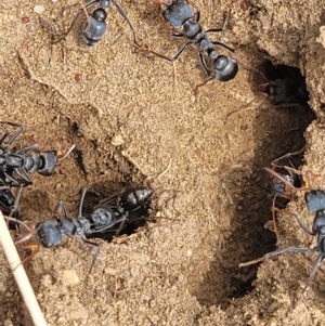 Myrmecia sp., pilosula-group at Dry Plain, NSW - 19 Nov 2022 12:00 PM