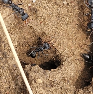 Myrmecia sp., pilosula-group at Dry Plain, NSW - 19 Nov 2022