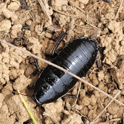 Platyzosteria melanaria (Common Eastern Litter Runner) at Dry Plain, NSW - 19 Nov 2022 by trevorpreston